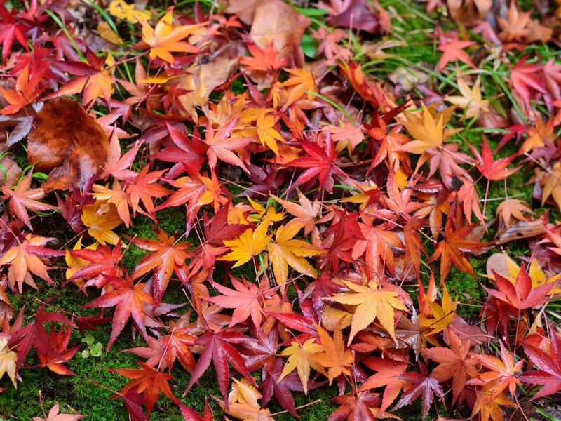 Fallen Maple Leaves — Red, Serene, Autumn