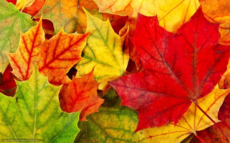 Fallen Maple Leaves — Red, Vibrant, Autumn, Photograph