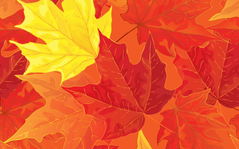 Fallen Maple Leaves — Red, Vibrant, Autumn