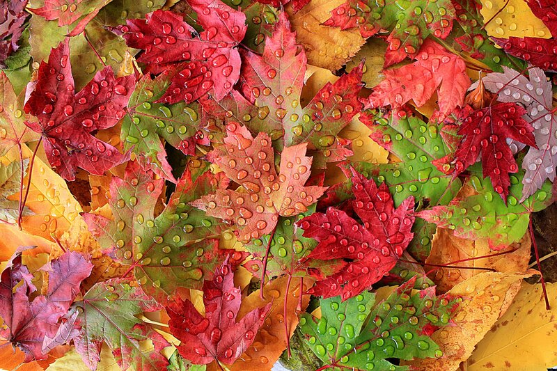 Fallen Maple Leaves — Red, Vibrant