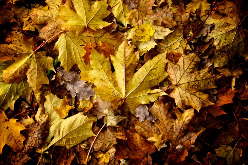 Fallen Maple Leaves