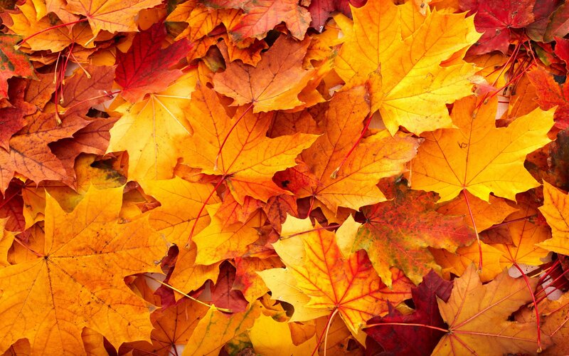 Fallen Maple Leaves — Yellow, Calm, Autumn, Photograph, Autumn Colors, Ground, Orange