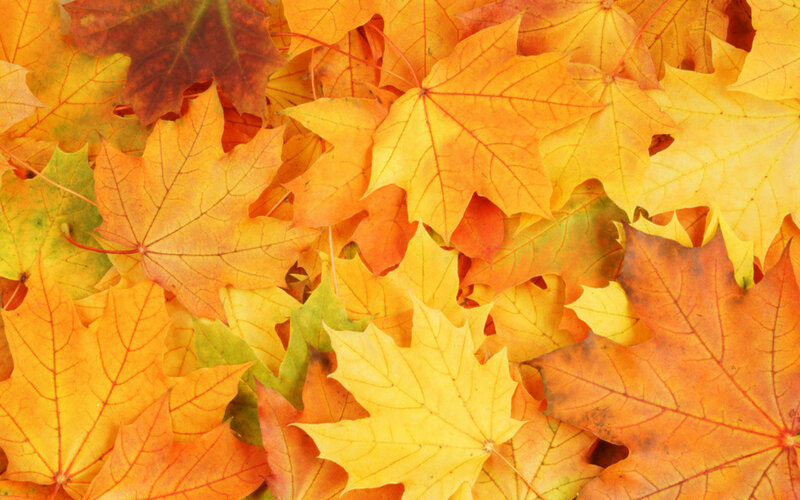 Fallen Maple Leaves — Yellow, Calm, Autumn, Photograph, Autumn Colors
