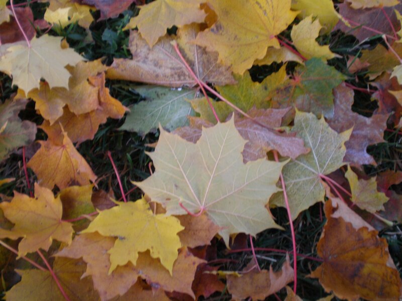 Fallen Maple Leaves — Yellow, Calm, Autumn, Photograph, Grass, Stem
