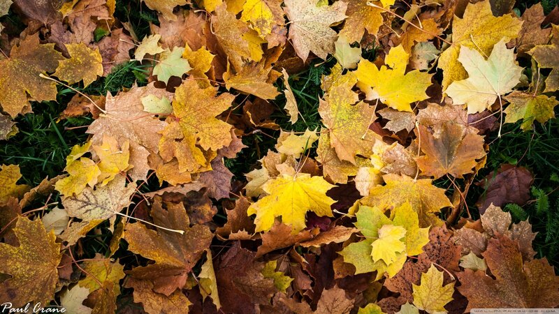 Fallen Maple Leaves — Yellow, Calm, Autumn, Photograph, Grass