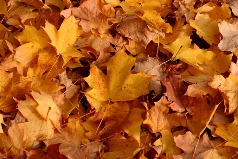 Fallen Maple Leaves — Yellow, Calm, Autumn, Photograph, Ground