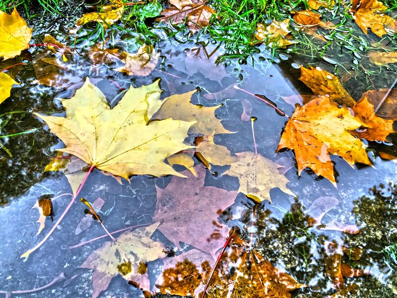 Fallen Maple Leaves — Yellow, Calm, Autumn, Photograph, Puddle