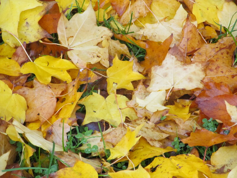 Fallen Maple Leaves — Yellow, Calm, Autumn