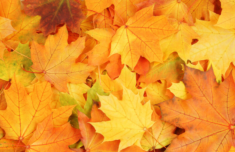 Fallen Maple Leaves — Yellow, Calm