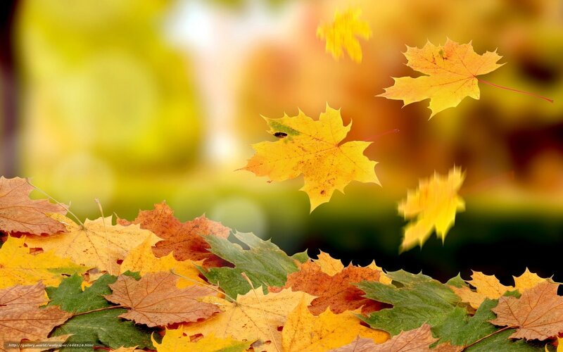 Fallen Maple Leaves — Yellow, Serene, Autumn, Photograph, Forest
