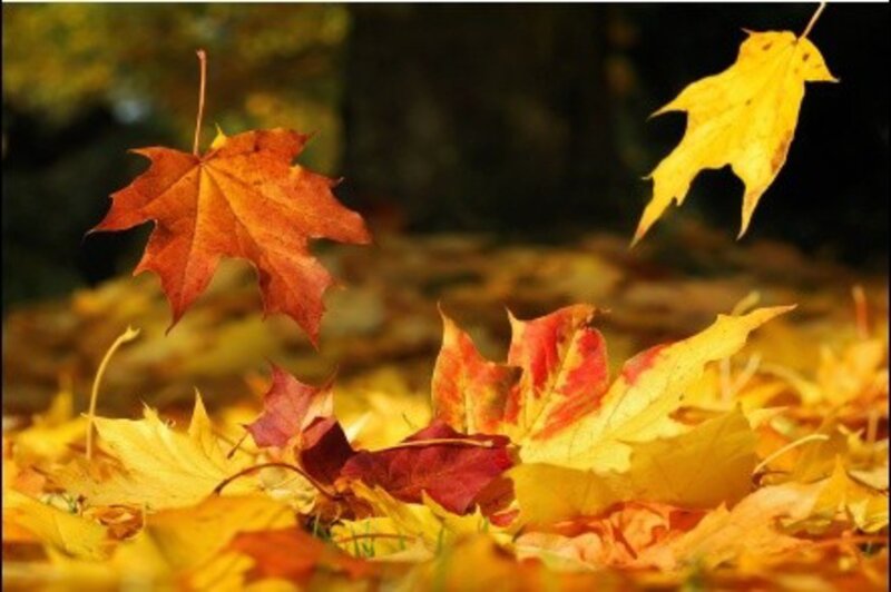 Fallen Maple Leaves — Yellow, Serene, Autumn, Photograph, Ground