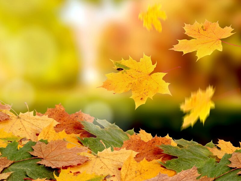 Fallen Maple Leaves — Yellow, Serene, Autumn, Photograph