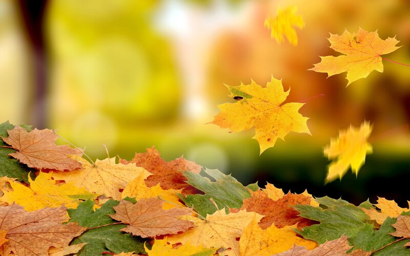 Fallen Maple Leaves — Yellow, Serene, Autumn, Photograph, Trees