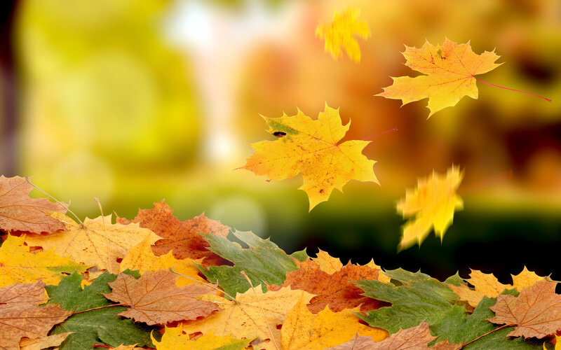 Fallen Maple Leaves — Yellow, Serene, Autumn