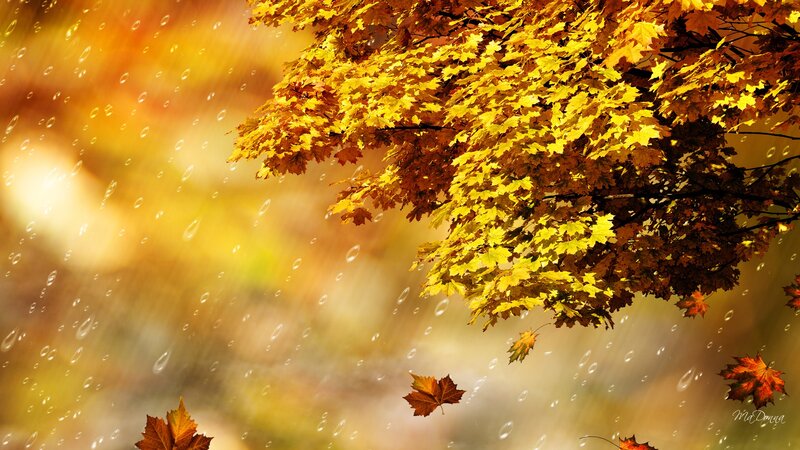 Fallen Maple Leaves — Yellow, Serene
