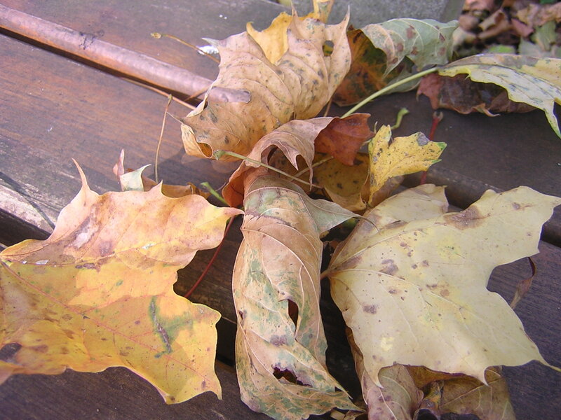 Fallen Maple Leaves — Yellow