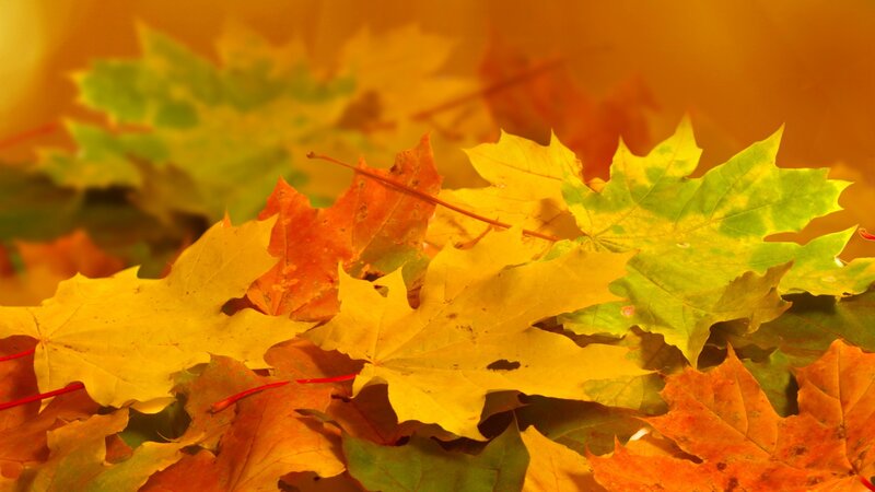 Fallen Maple Leaves — Yellow, Warm, Autumn, Photograph, Stem