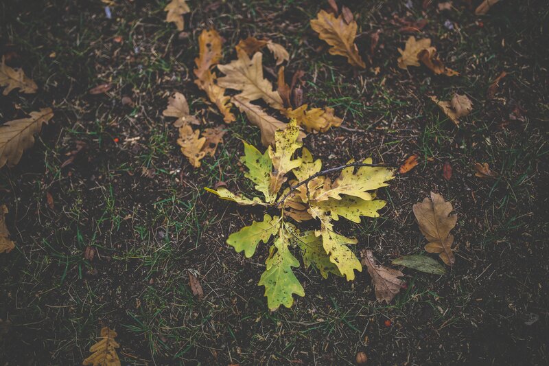Fallen Oak Leaves — Brown, Calm