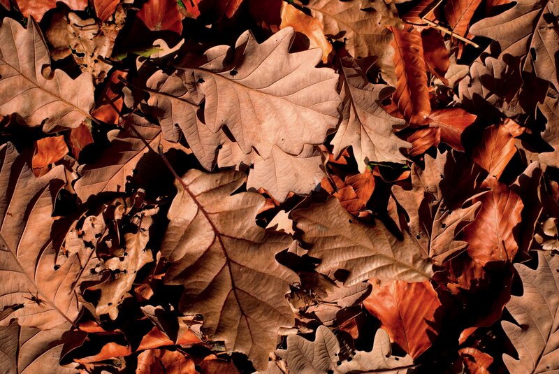 Fallen Oak Leaves — Brown, Dramatic