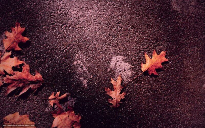 Fallen Oak Leaves — Brown, Somber, Autumn