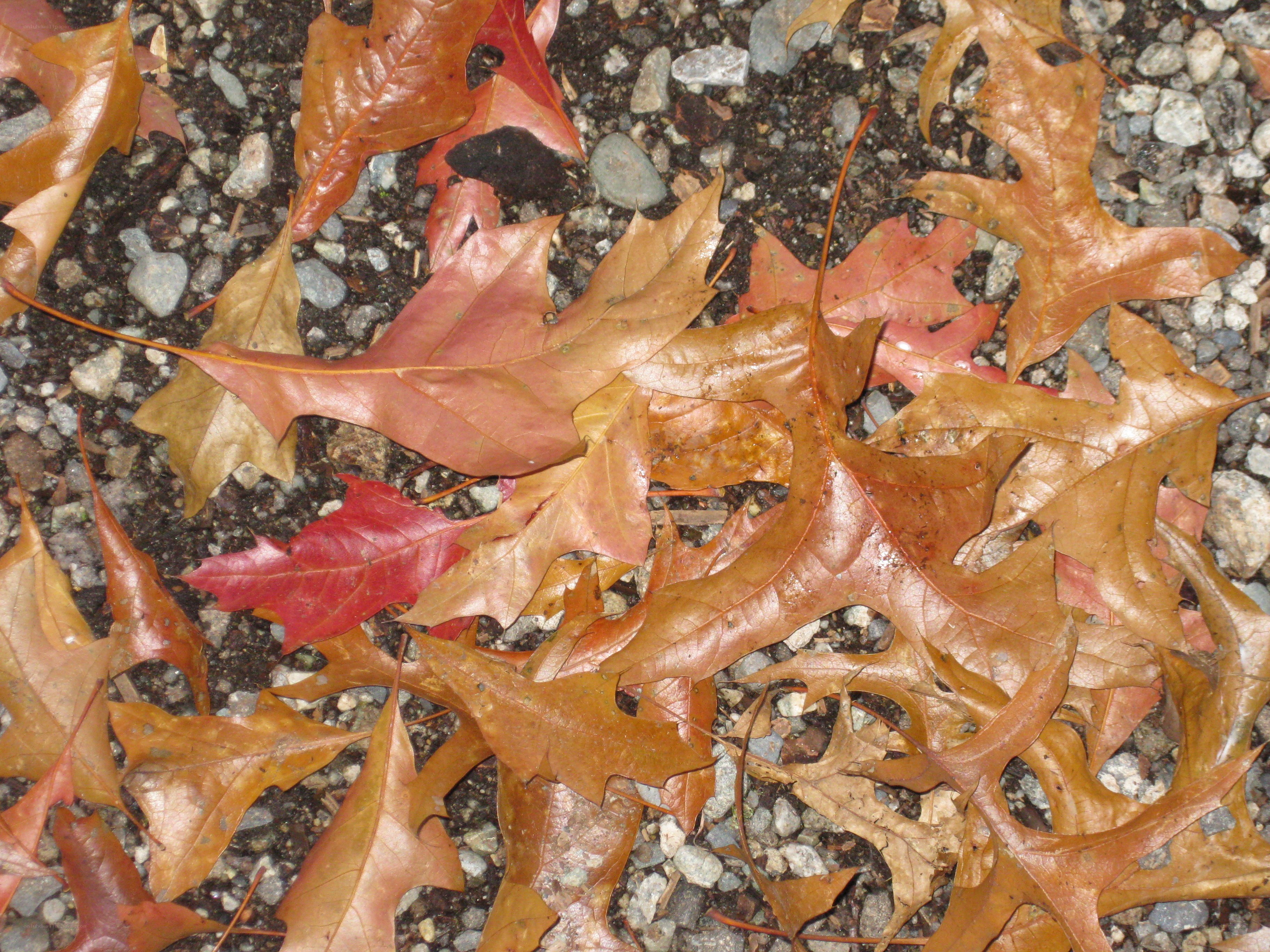 Fallen oak leaves on gravel