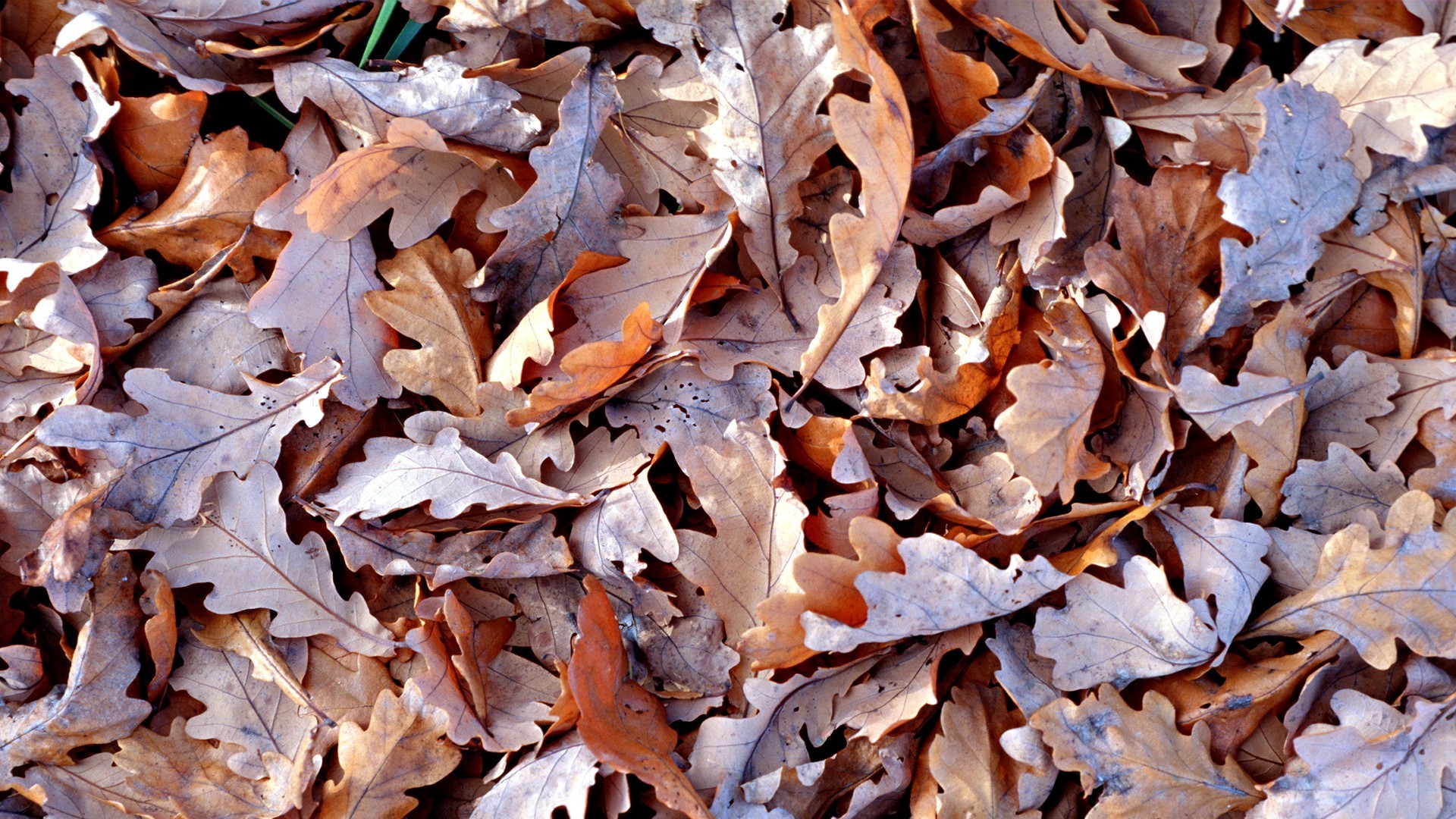 fallen oak leaves on ground