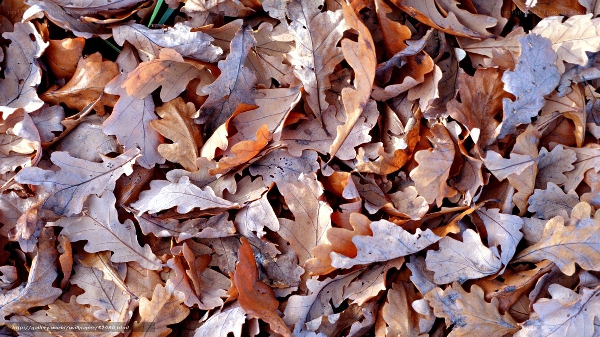 fallen oak leaves on ground
