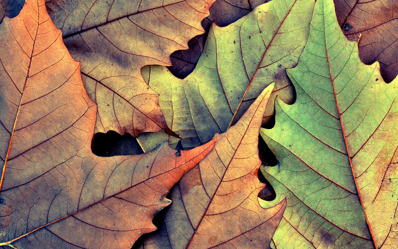 Fallen Oak Leaves