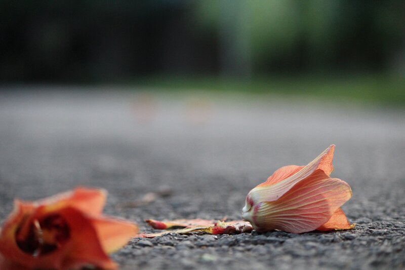 Fallen Orange Flowers