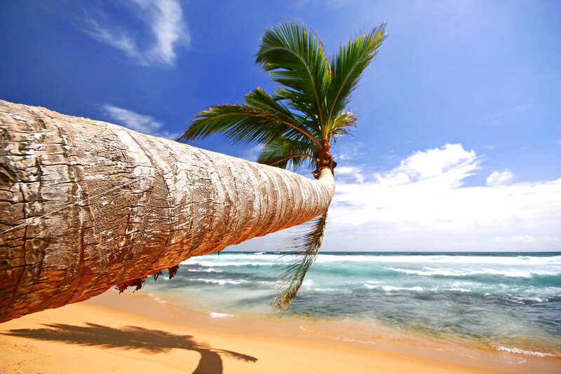 Fallen Palm Tree — Blue, Serene