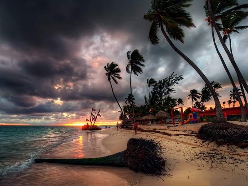 Fallen Palm Tree — Gray