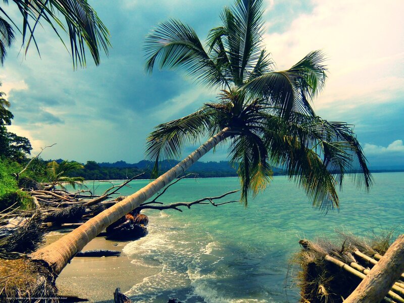 Fallen Palm Tree on Beach — Blue, Dramatic, Afternoon