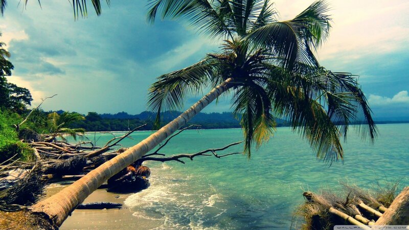 Fallen Palm Tree on Beach — Blue, Dramatic