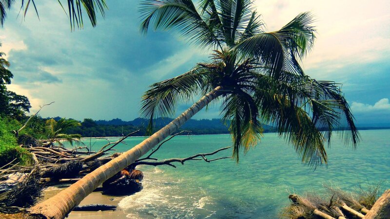 Fallen Palm Tree on Beach — Blue, Tropical