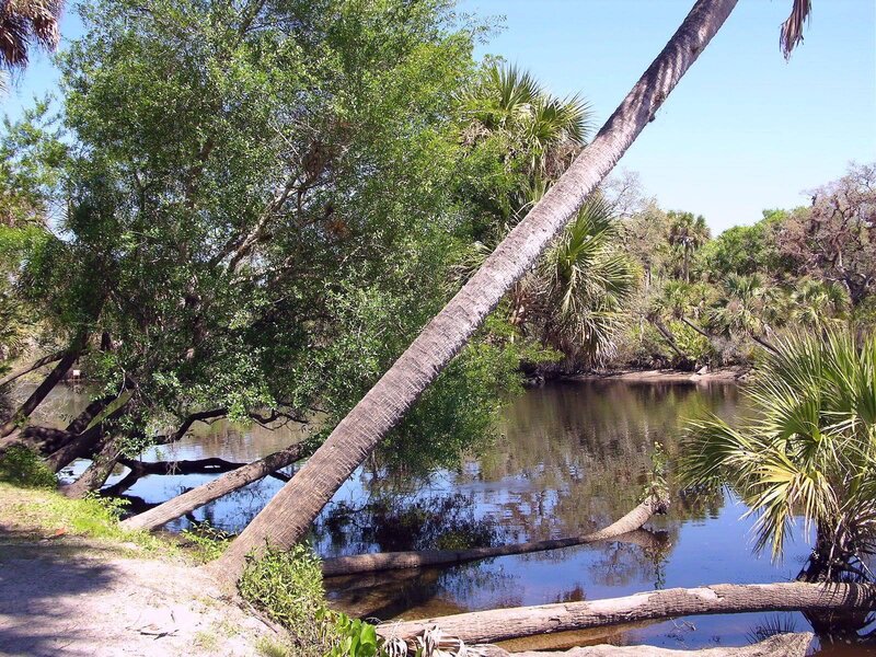 Fallen Palm Tree