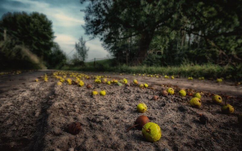 Fallen Pears on Road
