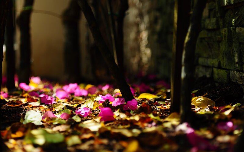 fallen petals in sunlight