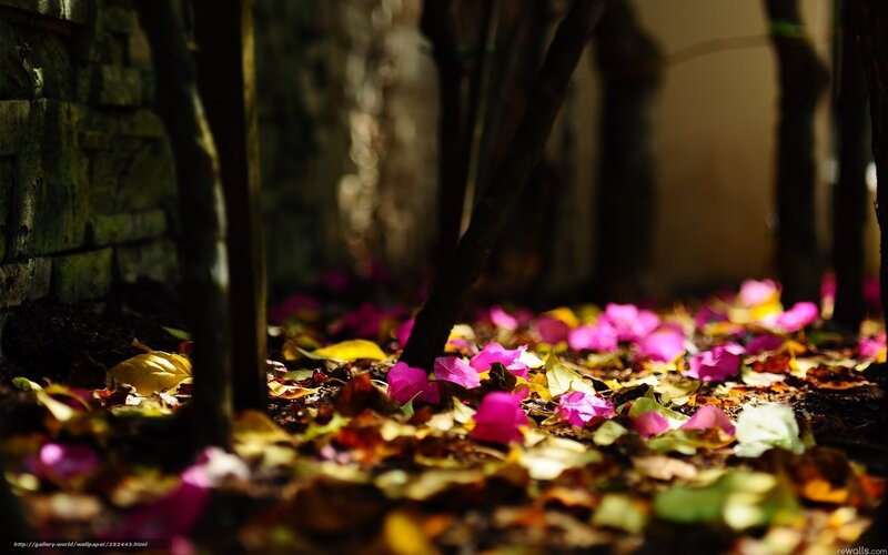 Fallen petals on forest floor