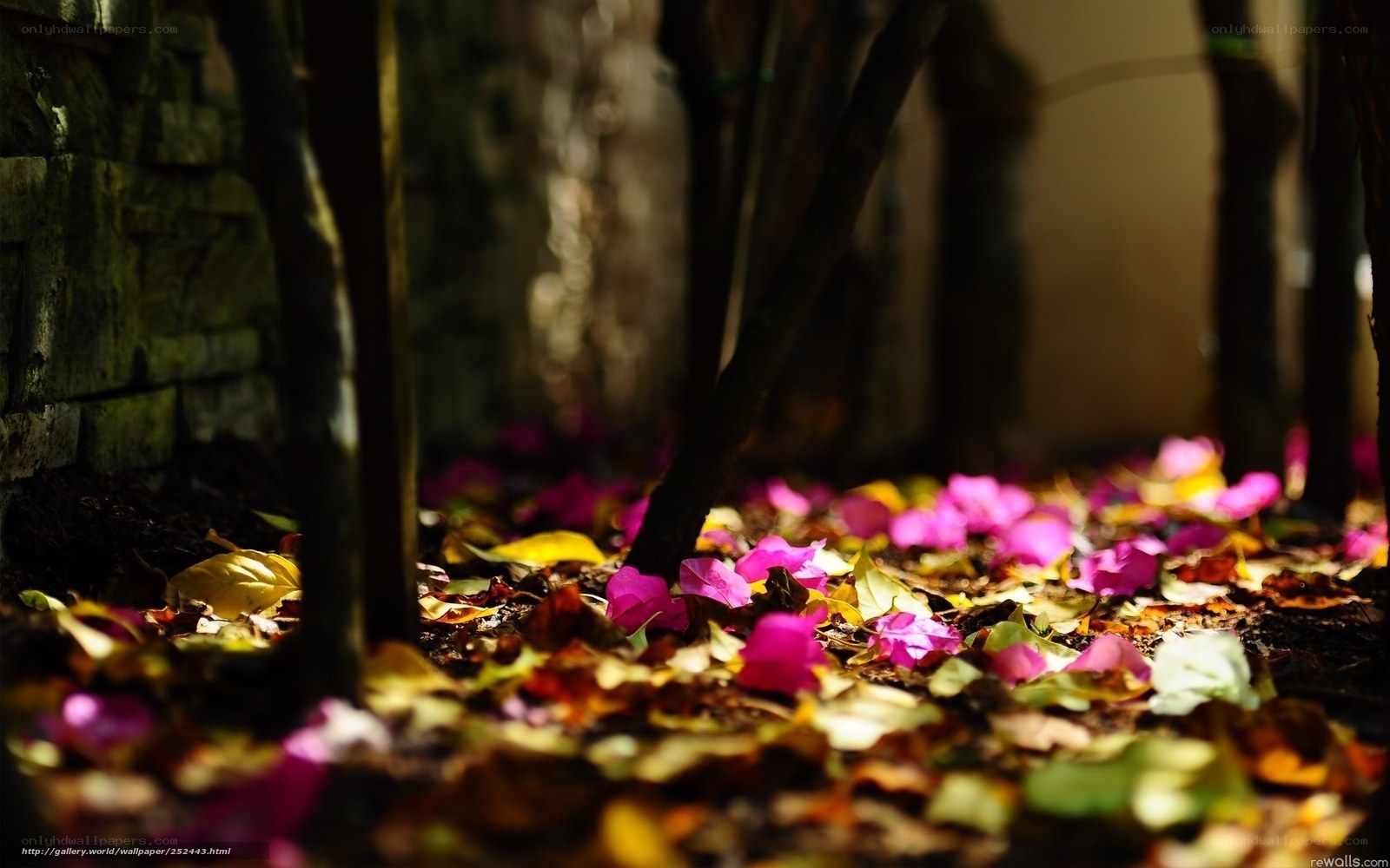 Fallen petals on forest floor
