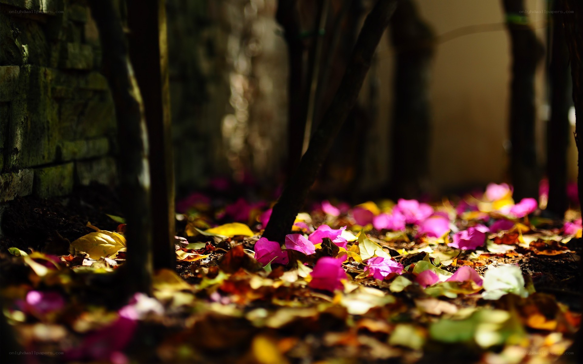 fallen petals on the ground