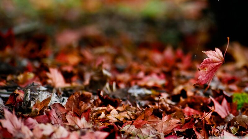 Fallen Red Leaves — Serene