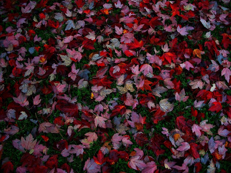 Fallen Red Leaves