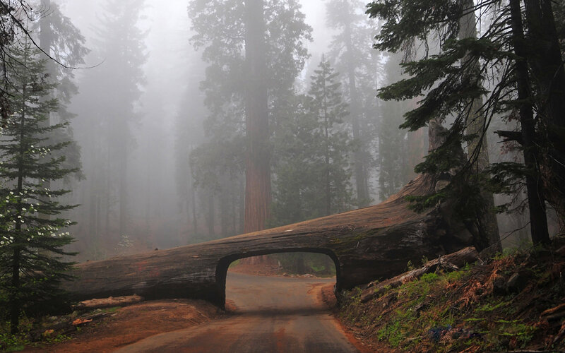 Fallen Redwood Tree — Green, Misty