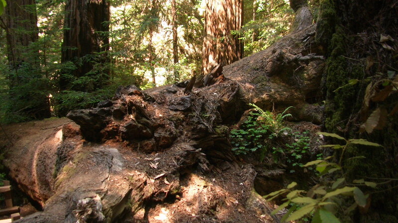 Fallen Redwood Tree — Green, Serene