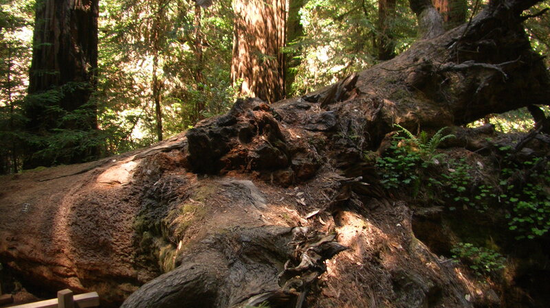 Fallen Redwood Tree — Green