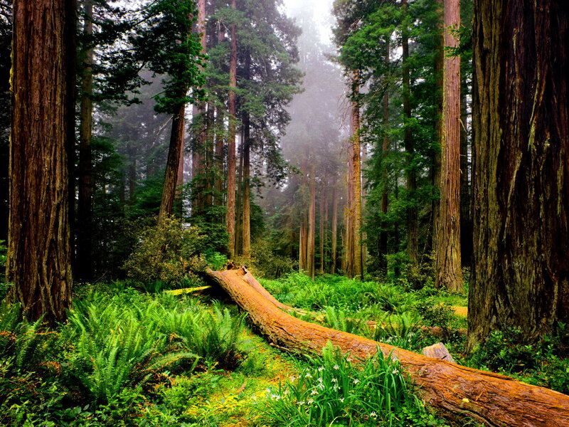 Fallen Redwood Tree