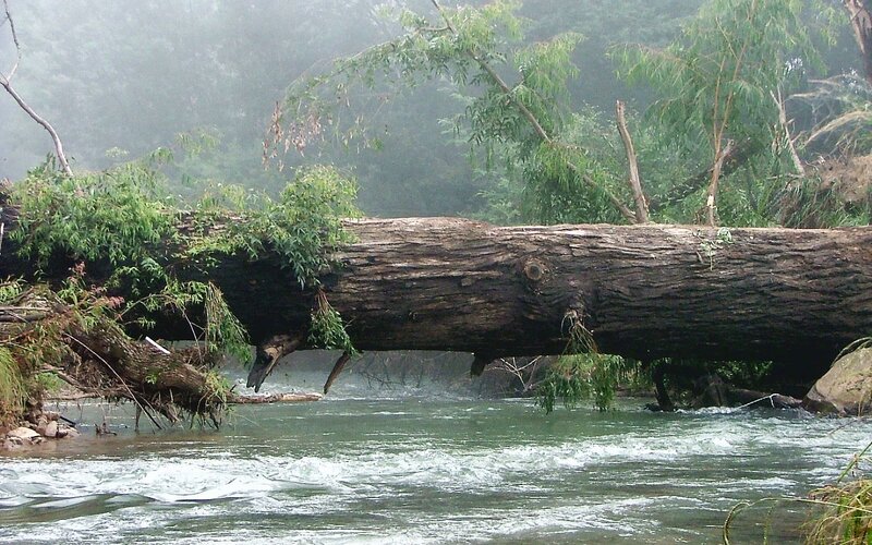 Fallen tree across a river