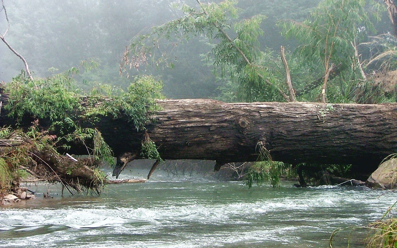 Fallen tree across a river