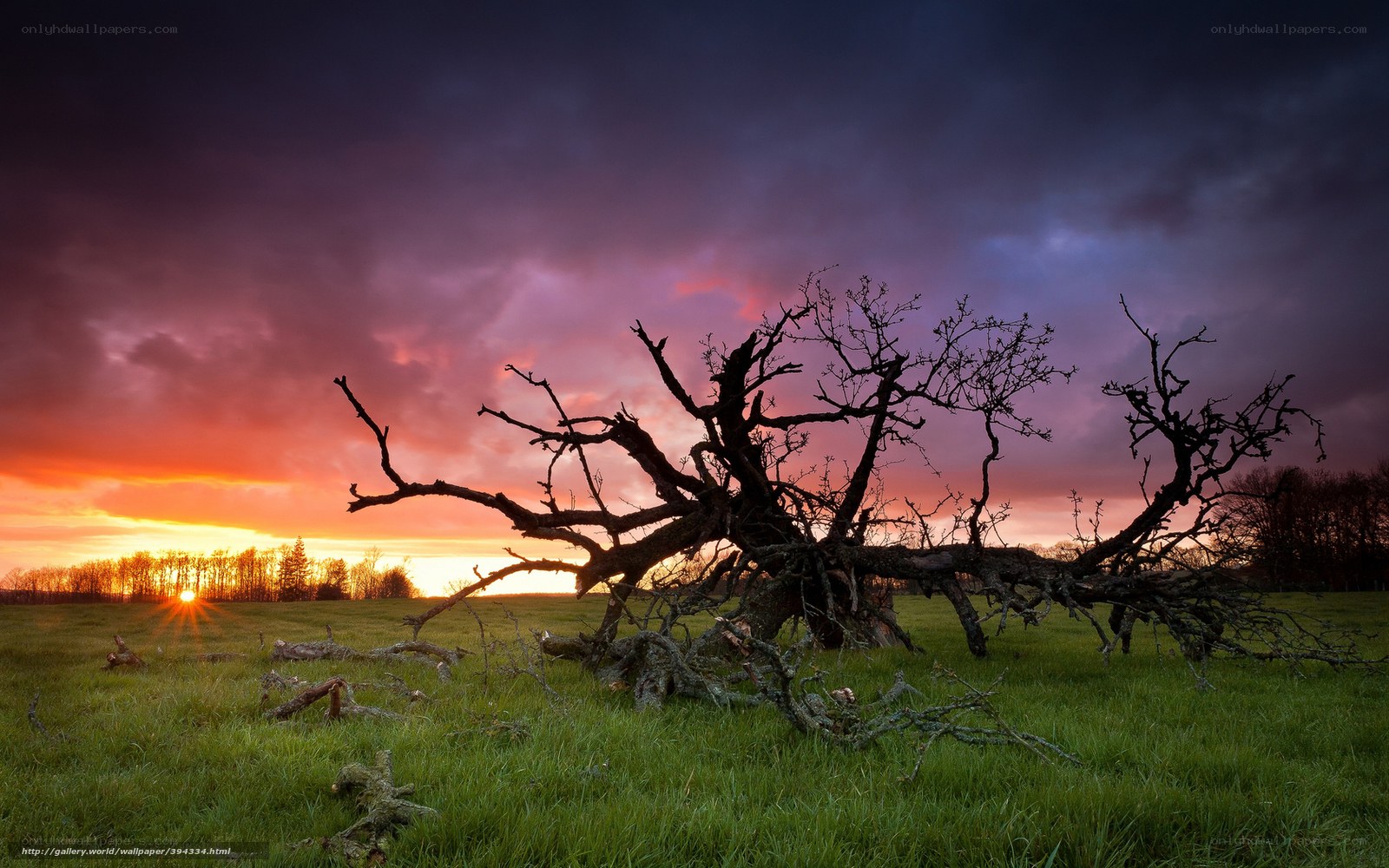 Fallen tree at sunset