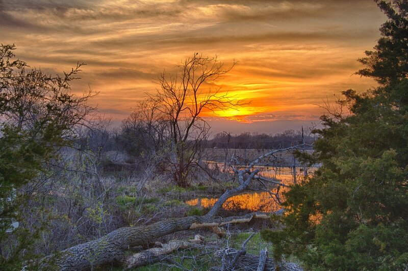 Fallen Tree at Sunset — Orange, Dramatic